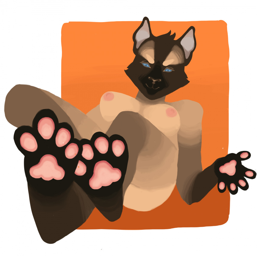 anthro black_feet brown_body brown_fur brown_skin butt coming_out domestic_cat feet felid feline felis female fingers foot_fetish foot_focus front_of_viewer fur goblinmodeon hi_res humanoid looking_at_viewer mammal nipples nude pawpads paws pink_paws siamese sitting solo toes