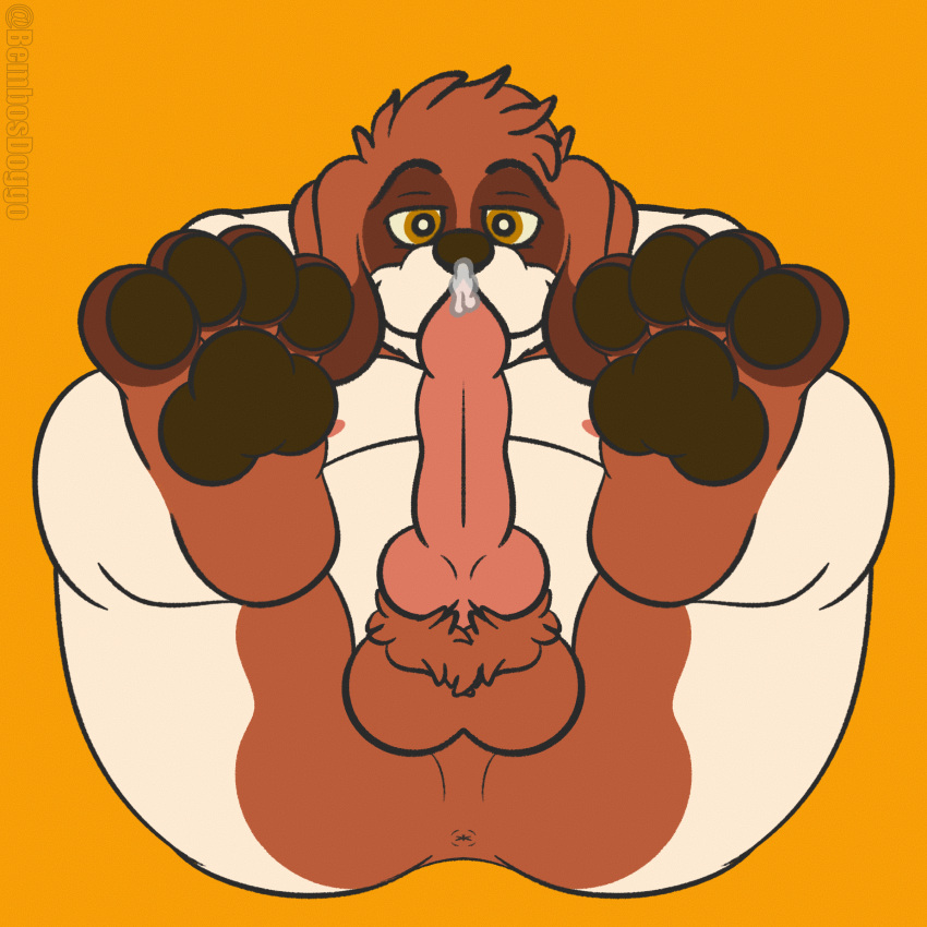 4_toes absurd_res anthro balls bappy_(bembosdoggo) belly bembosdoggo bodily_fluids brown_body brown_fur brown_pawpads canid canine canis domestic_dog erection feet foot_fetish foot_focus fur genital_fluids genitals hi_res looking_at_viewer looking_pleasured lying male mammal molosser mountain_dog nipples nude overweight overweight_male pawpads paws penis saint_bernard simple_background slightly_chubby smile solo toes white_body
