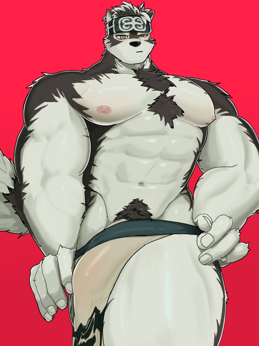 abs accessory anthro arm_tuft body_hair bottomwear canid canine canis chest_hair chest_tuft clothing elbow_tuft genitals half-erect happy_trail headband hi_res horkeu_kamui_(tas) lifewonders loincloth male mammal muscular muscular_arms muscular_legs muscular_male mymu666 navel nipples pecs penis pubes solo tokyo_afterschool_summoners tuft vo7gu46xduh36 wolf yellow_eyes