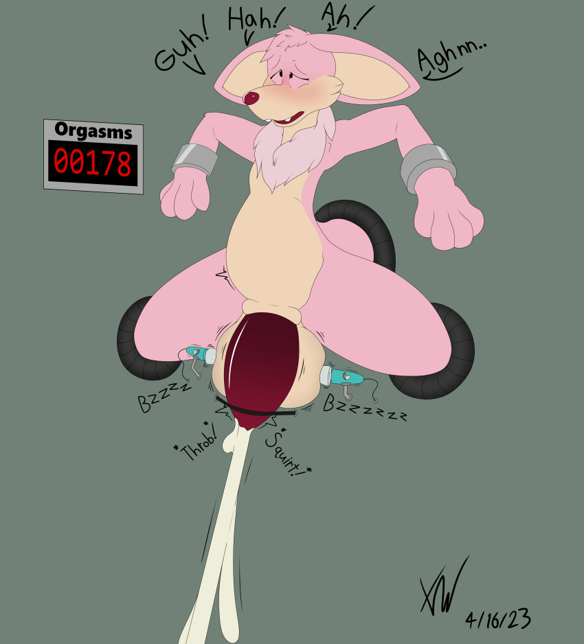 absurd_res anthro arms_tied ball_fondling balls big_ears bodily_fluids bound chubby_belly cum cumshot cute_fangs ejaculation fondling forced forced_orgasm genital_fluids genitals girthy hands-free hi_res hyper limb_slot looking_pleasured looking_up male open_mouth orgasm orgasm_count orgasm_from_balls_stimulation penile penis penis_milking solo spread_legs spreading tapering_penis thick_thighs velvet_(disambiguation) vibrator_on_balls xylerthewolf