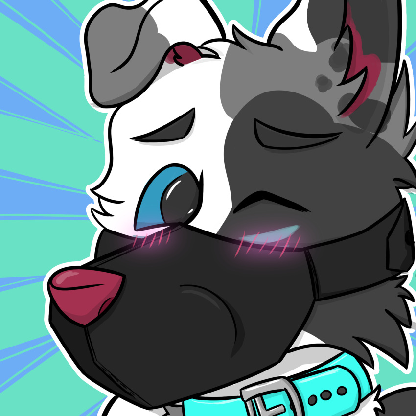 anthro blush canid canine canis collar domestic_dog floppy_ears foxyroxford gordiethecollie hi_res male mammal muzzle_(object) muzzled solo