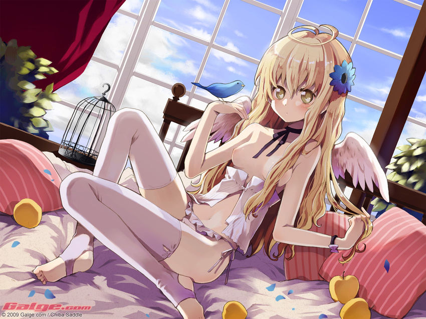 ahoge apple barefoot bed bird bird_on_hand birdcage blonde_hair blue_bird blush breasts cage chiba_sadoru choker curtains day dutch_angle feet flower food fruit galge.com hair_flower hair_ornament holding holding_hair huge_ahoge long_hair looking_at_viewer medium_breasts navel nipples panties pillow purple_legwear side-tie_panties sitting soles solo thighhighs toeless_legwear underwear watermark window wings