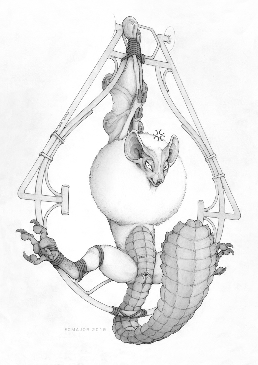 2019 angry animal_genitalia anus barcode bdsm bondage bound capcom claws clitoris digital_media_(artwork) dragon ecmajor female feral fluffy fur hi_res invalid_tag looking_at_viewer membranous_wings monochrome monster_hunter monster_hunter_world open_mouth paolumu piercing pussy scales scalie simple_background solo spreading traditional_media_(artwork) video_games white_background wings wyvern