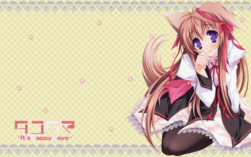 animal_ears blush brown_hair long_hair mito_mashiro moekibara_fumitake ribbons tayutama thigh-highs violet_eyes