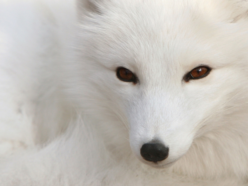 4:3 arctic_fox black_nose brown_eyes canine feral fox looking_at_viewer photo real sitting solo standard_monitor wallpaper white