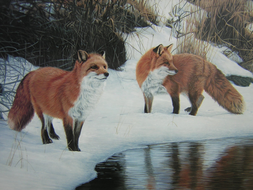 4:3 ambiguous_gender brown_eyes canine colored couple ear_tufts feral fox painting snow standard_monitor tails unknown_artist wallpaper water whiskers wilderness winter