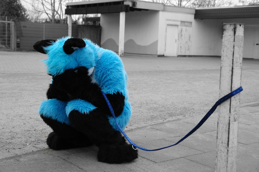 blue canine collar crying emo finnfox fox fur fursuit leash male mammal real sad solo unknown_artist