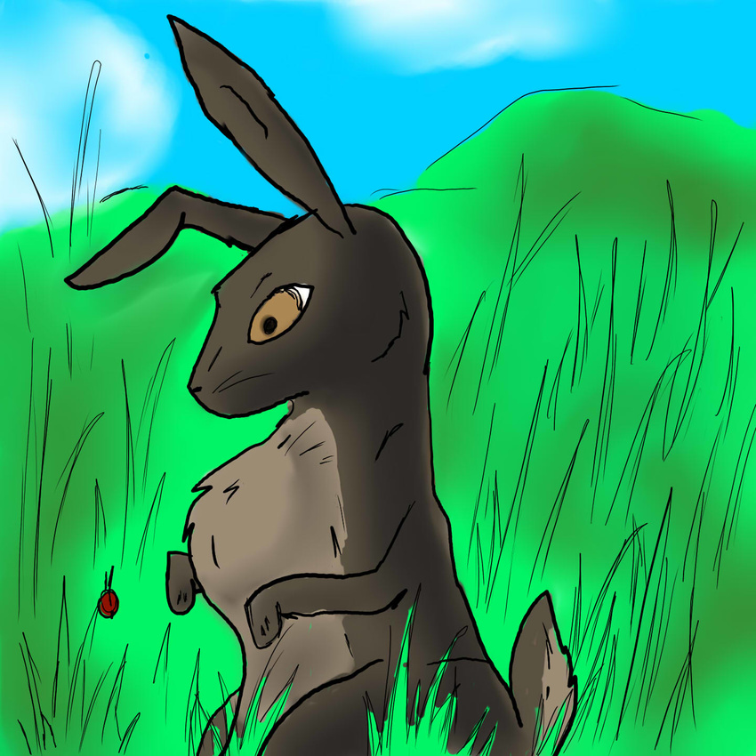 bug chaoswerewolf clouds grass lagomorph rabbit
