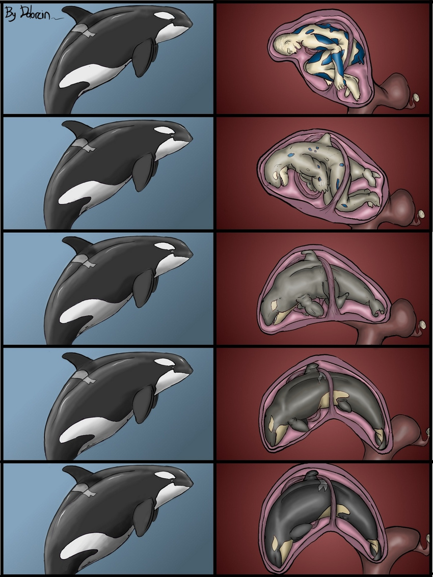 animal cetacean dolorcin female feral human internal interspecies male mammal marine orca pregnancy pregnant pussy size_difference transformation unbirthing whale womb zoo