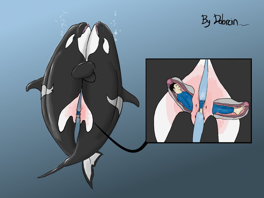 animal cervix cetacean dolorcin female feral human human_on_feral internal interspecies male mammal marine orca pussy size_difference unbirthing whale zoo