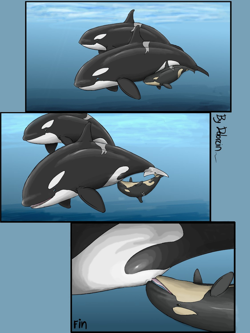 animal breast_feeding cetacean dolorcin female feral mammal marine orca whale