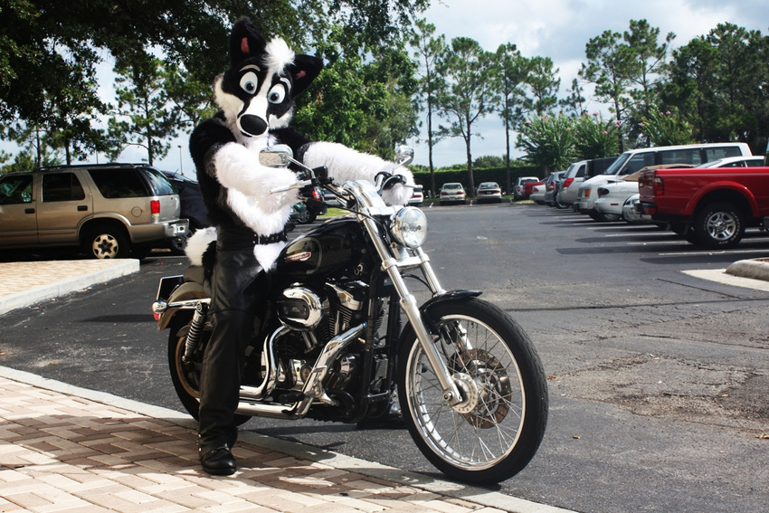 chaps dog fursuit headlights husky looking_at_viewer male mammal motorcycle real solo source_request unknown_artist