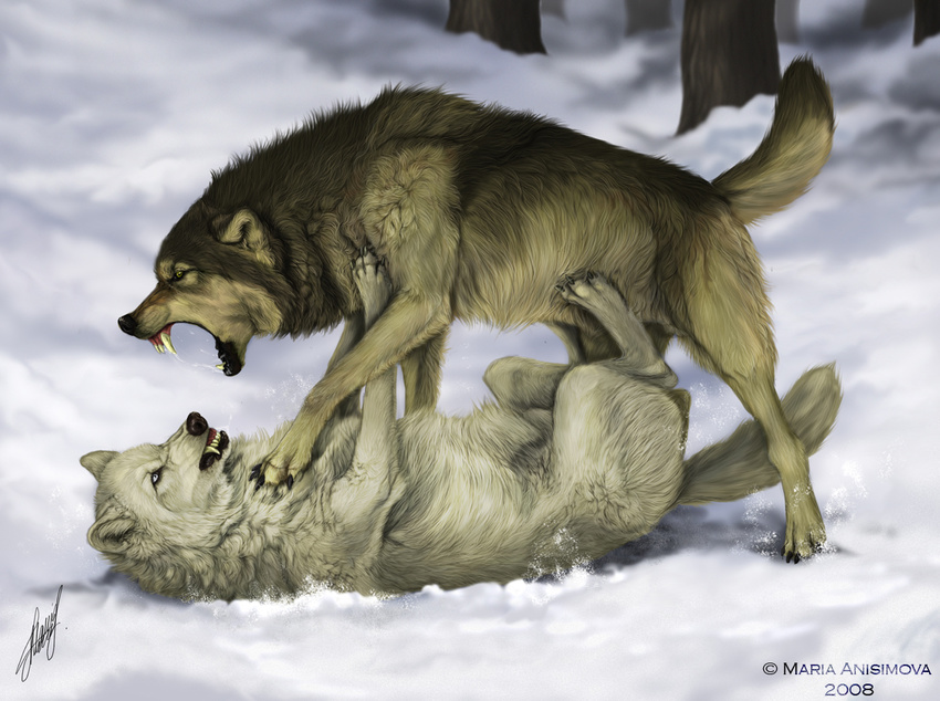 2008 blue_eyes canine claws colored couple domination ear_tufts fangs feral forest hindpaw male maria_anisimova on_back raised_tail saliva snarling tail tree white_wolf winter wolf yellow_eyes