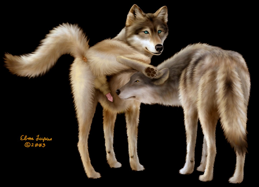 anus canine ebon_lupus feral paws penis photorealism raised_leg