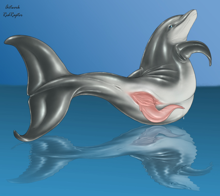 anus blue_eyes cetacean cum dolphin feral fin grey male marine penis pink_penis prehensile_penis redraptor16 solo tail tapering_penis water white