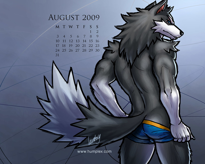 2009 4:3 athletic blue_eyes bulge bushy_tail butt calendar canine claws humbuged humplex.com looking_at_viewer male muscles scar simple_background solo standing swimsuit tail undressing wolf zulf