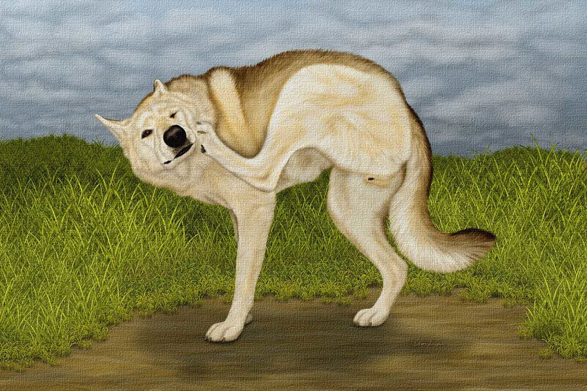 anatomically_correct canine canine_pussy ebon_lupus female feral outside photorealism pussy scratch solo wolf
