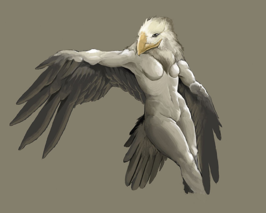 avian chest_tuft eagle female nude wings