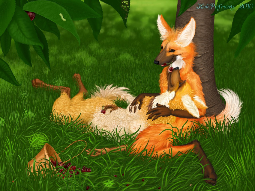 4:3 basket canine cherry cherry_tree colored detailed detailed_background digital female grass kalak kekpafrany male mammal maned_wolf straight tree wallpaper wood