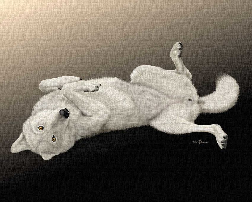 anatomically_correct canine canine_pussy ebon_lupus female feral on_back photorealism pussy solo wolf