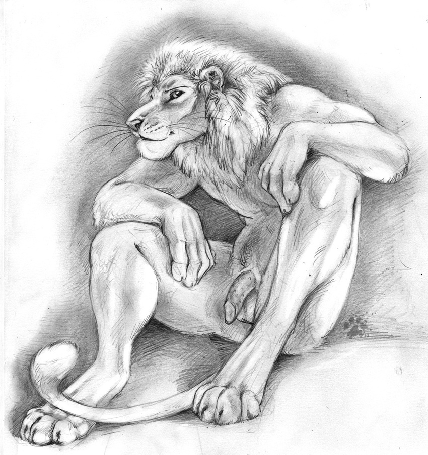 balls barbs blotch feline feline_penis greyscale lion looking_at_viewer male mammal monochrome penis sitting sketch solo white_lion