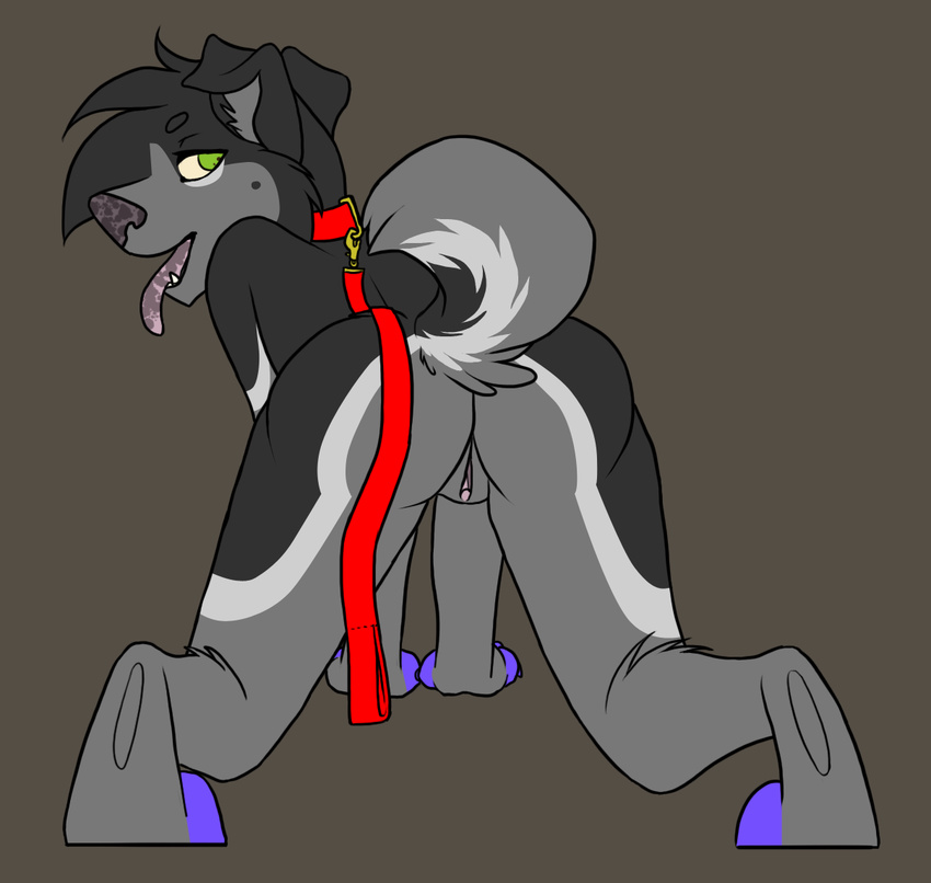 anthro back_turned butt canine collar dog female from_behind green_eyes husky leash looking_at_viewer mammal nude open_mouth pose presenting presenting_hindquarters pussy raised_tail solo spazz spazzasaurus spread_legs spreading tail tongue tongue_out