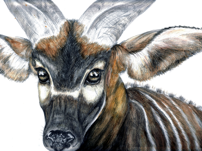 antelope b-smitty bongo feral hi_res portrait solo