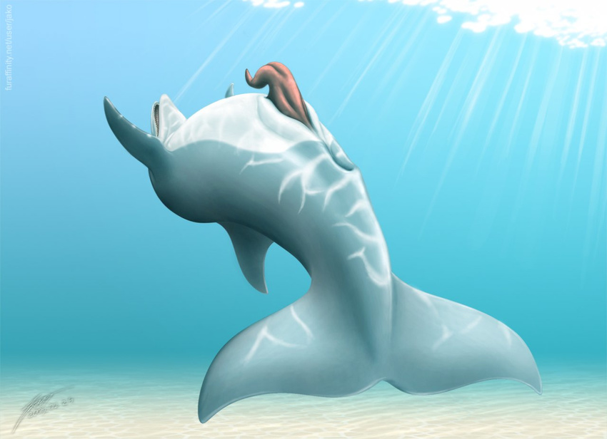 cetacean dolphin feral jako male marine nude penis prehensile_penis solo tapering_penis
