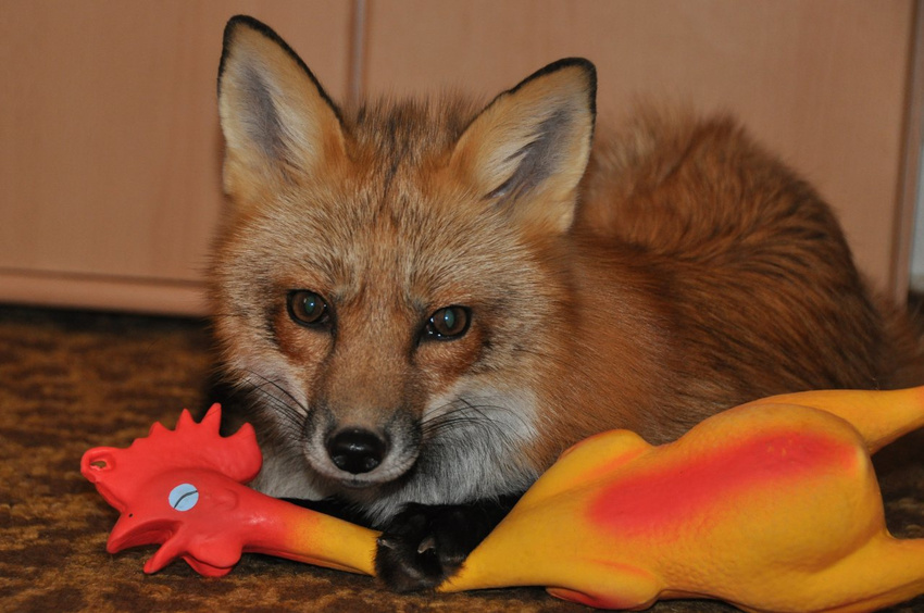 brown_eyes canine cute exotic_pupils female fox looking_at_viewer mammal najlvin pet pinned real rescue_animal rubber_chicken solo toy vixey vixey_(pet_fox) whiskers white_sclera x_x