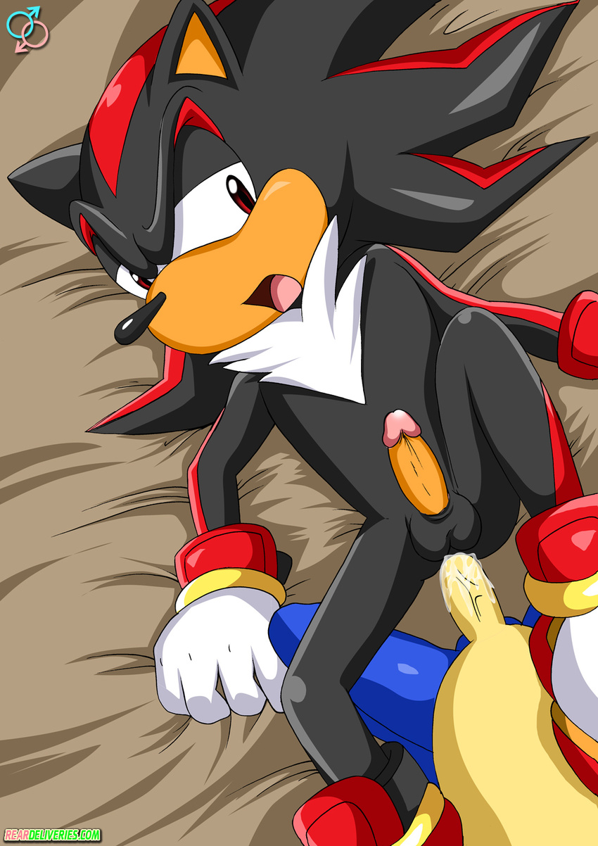 anal anal_penetration bed cum erection gay hedgehog male penetration penis rear_deliveries sega sex shadow_the_hedgehog sonic_(series) sonic_the_hedgehog