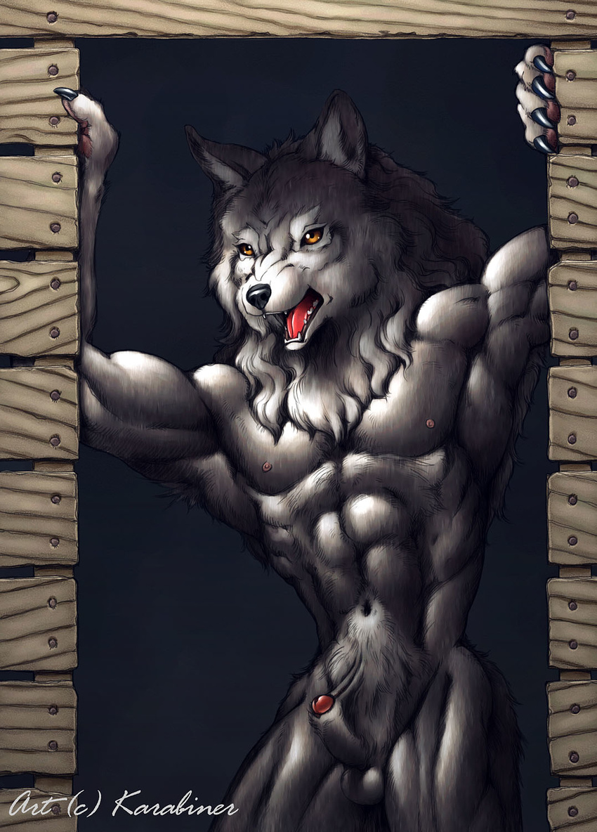 amber_eyes anthro armpit_hair armpits balls biceps canine fur grey_fur karabiner male mammal muscles navel nipples nude open_mouth pecs penis penis_tip raised_arm red_penis sheath solo standing tongue wolf