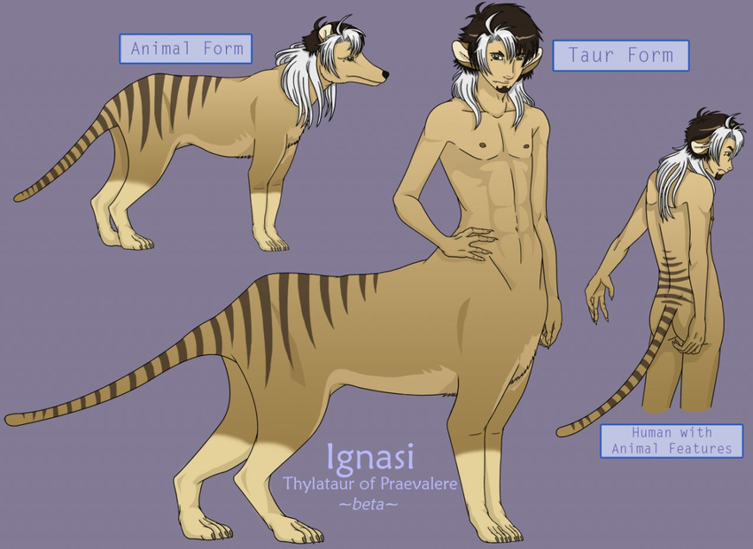 claws digitigrade feral hair hand_on_hip ignasi male mammal marsupial model_sheet nipples nirebaige nude solo standing stripes tail tan taur thylacine two_tone_hair