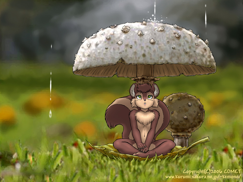 2006 4:3 dr_comet female micro mushroom rain_shower rodent shelter solo squirrel summer toadstool wallpaper