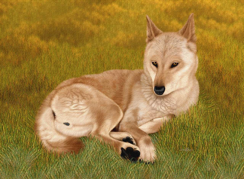 anatomically_correct canine canine_pussy ebon_lupus female feral outside photorealism pussy solo wolf