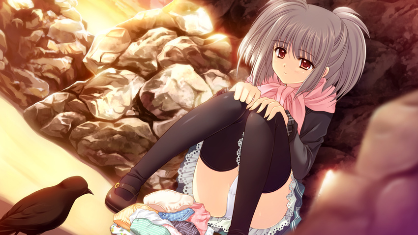 animal bird game_cg gray_hair kona_nako nishimata_aoi orange_eyes panties seifuku sekai_seifuku_kanojo thighhighs underwear