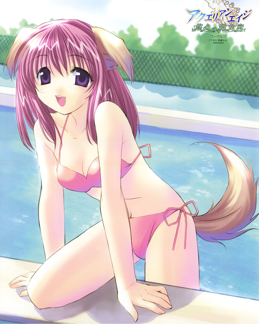 aquarian_age bikini inumimi mizugi tagme