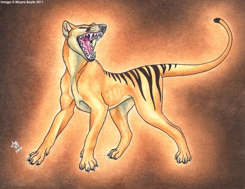 2011 feral gaping_maw mayra_boyle non-anthro open_mouth solo thylacine
