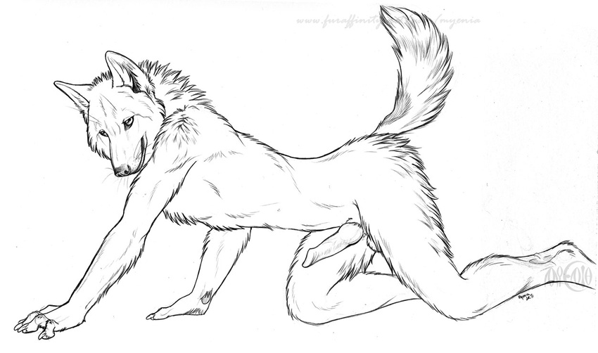 all_fours balls canine greyscale knot male mammal monochrome myenia nude penis plain_background sketch solo white_background wolf