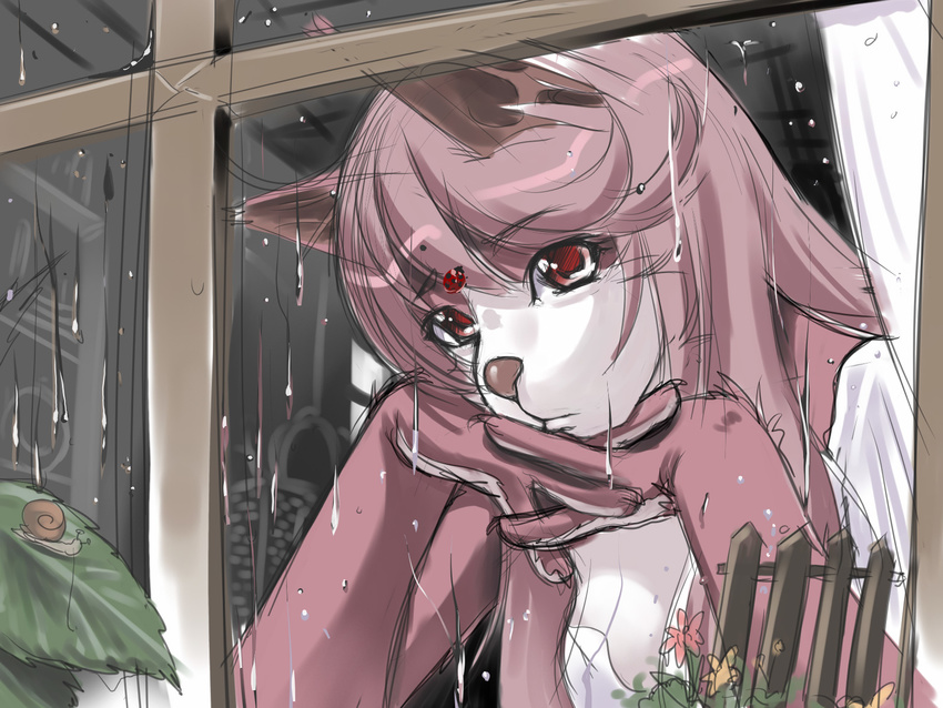 animal_ears bug furry highres insect ladybug leaf long_hair looking_down pink_hair plant rain sad snail solo sumomo_kpa window