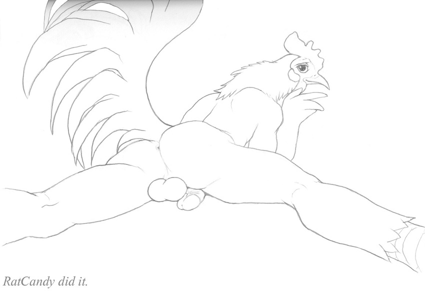 balls feathers looking_back lying male nude on_front penis plain_background ratcandy rooster sketch solo spread_legs spreading white_background
