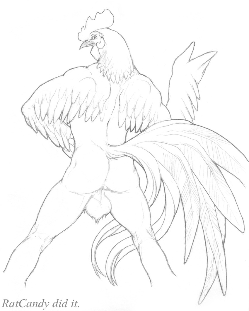 avian balls butt feathers looking_back male nude plain_background ratcandy rooster sketch solo white_background