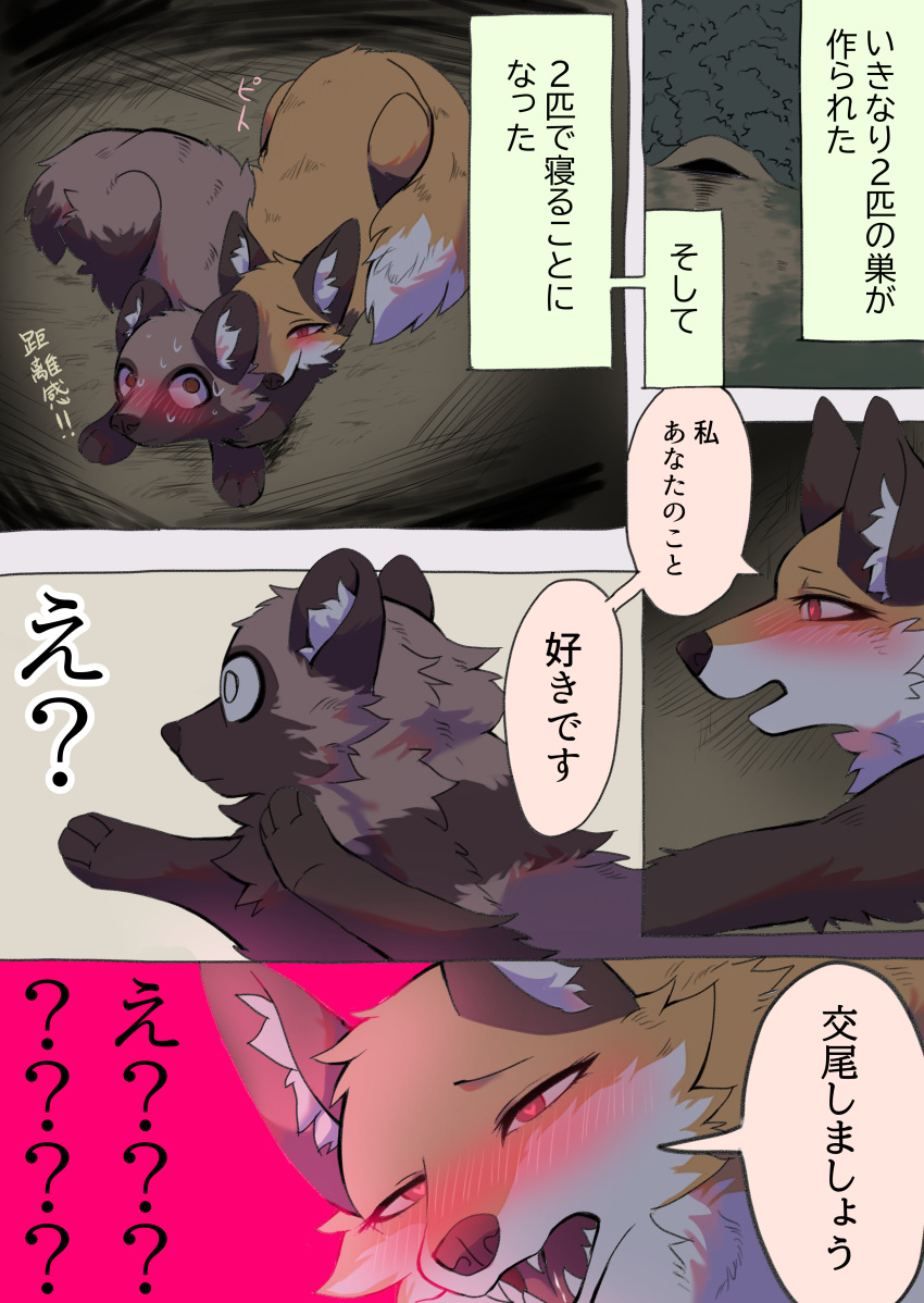 2023 absurd_res ambiguous_gender black_nose brown_body brown_ears brown_eyes brown_fur canid canine cheek_tuft comic dialogue digital_media_(artwork) duo_focus eyelashes facial_tuft feral fox fur gloves_(marking) group hi_res inner_ear_fluff japanese_text kurumilky6 mammal marimo_(kurumilky6) markings mikan_(kurumilky6) open_mouth orange_body orange_fur prick_ears quadruped raccoon_dog red_eyes requesting sex_request speech_bubble tan_body tan_fur tanuki text translated tuft white_body white_fur white_inner_ear_fluff