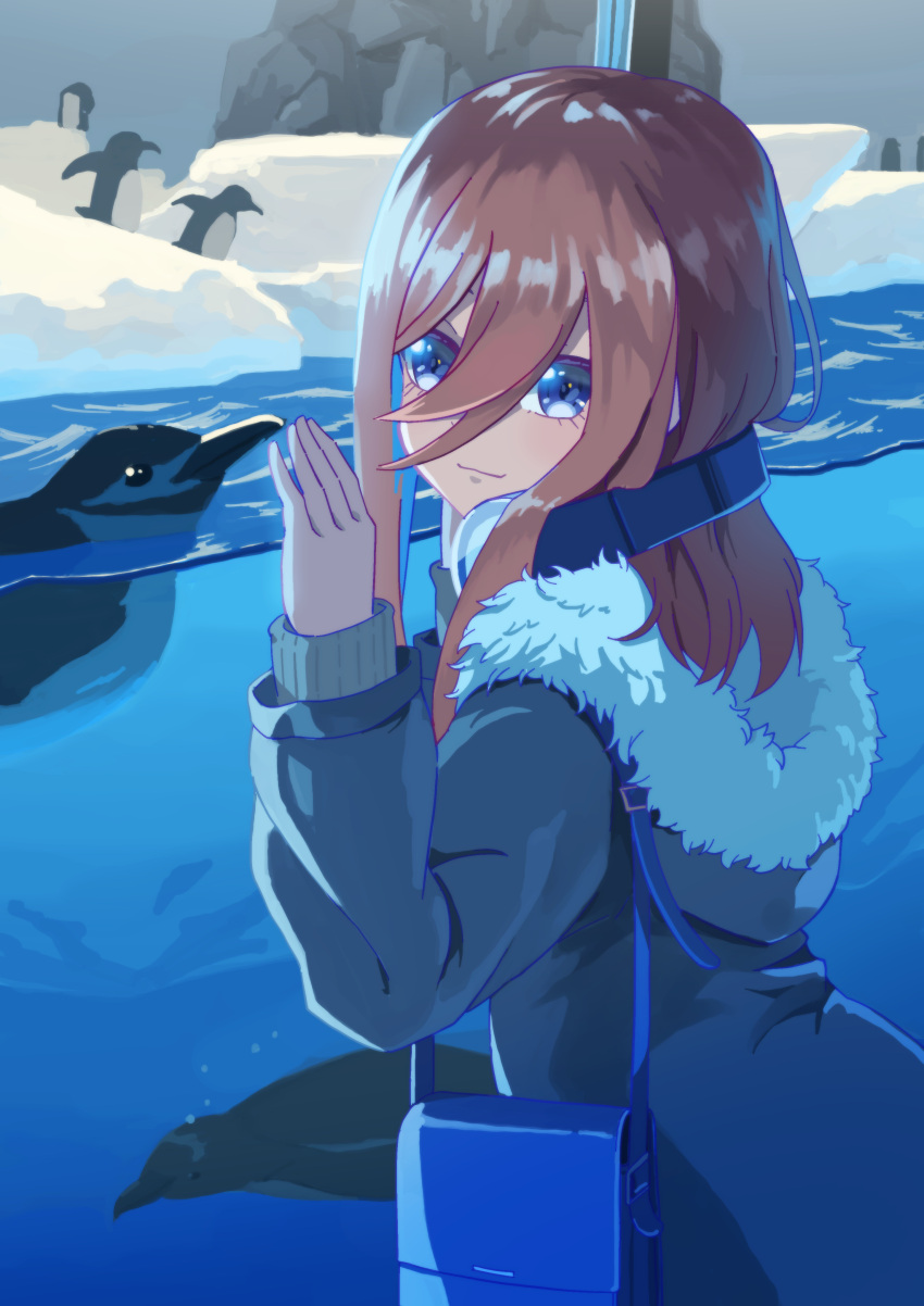 1girl :3 absurdres alternate_costume aquarium bag bird blue_bag blue_coat blue_eyes brown_hair closed_mouth coat commentary cowboy_shot enpera eyelashes from_behind fur-trimmed_coat fur_trim go-toubun_no_hanayome hair_between_eyes hair_over_one_eye hand_on_glass hand_up handbag headphones headphones_around_neck highres hood hood_down indoors light_blush long_hair looking_at_viewer looking_back nakano_miku penguin smile solo winter_clothes yasuba_yuichi