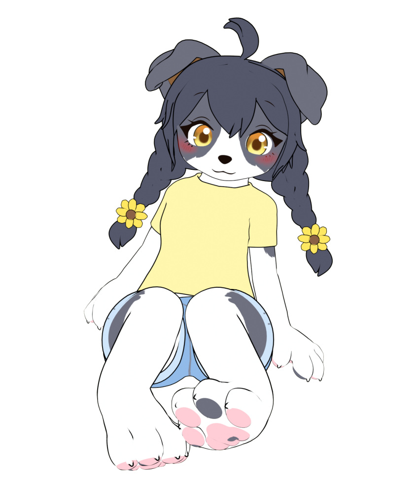 2024 3d_(artwork) 4_fingers 4_toes accessory ahoge anthro barefoot black_hair blush border border_collie bottomwear braided_hair braided_pigtails canid canine canis claws clothed clothing collie cotorita countershading cutoffs denim denim_bottomwear denim_clothing digital_media_(artwork) domestic_dog drpm feet female female_anthro finger_claws fingers floppy_ears flower flower_in_hair fur grey_body grey_fur hair hair_accessory herding_dog hi_res kemono mammal mottled mottled_pawpads multicolored_body multicolored_fur multicolored_tail pastoral_dog pawpads paws pigtails plant sheepdog shirt shorts simple_background sitting sitting_on_ground solo t-shirt tail toe_claws toes topwear two_tone_body two_tone_fur two_tone_tail white_background white_body white_fur yellow_eyes