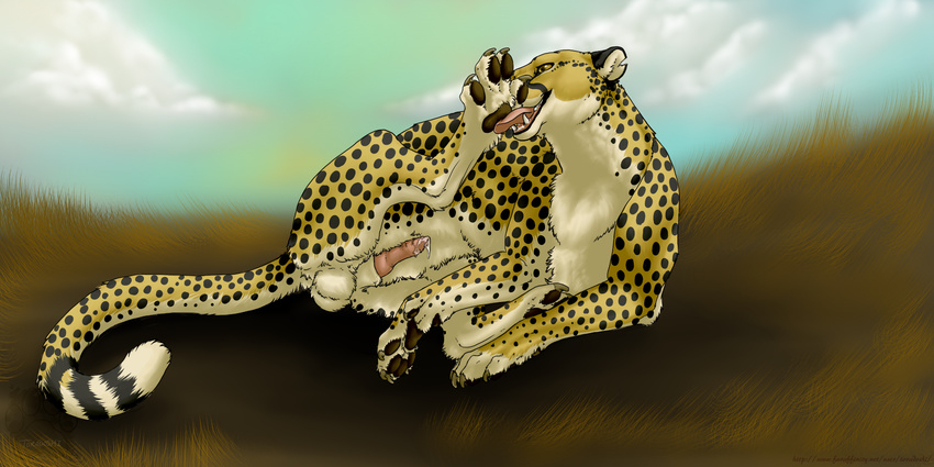 cheetah feline feral foot_fetish licking_foot male mammal paw_licking paws penis precum savanna savannah solo spots tongue toradoshi