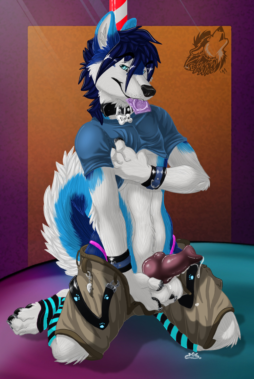 &hearts; &lt;3 anatomically_correct animal_genitalia ball_fondling balls belt big_balls big_penis blue blue_fur blue_husky bone_tag canine canine_penis clothed clothing codestrike collar color condom cuffs cum curled curled_tail dog dressed dripping erection fondling fur hair hi_res husky invalid_background knot looking_at_viewer male mammal pants paws penis pole precum shirt simple_background socks solo spread_legs spreading strike tail thong undressing