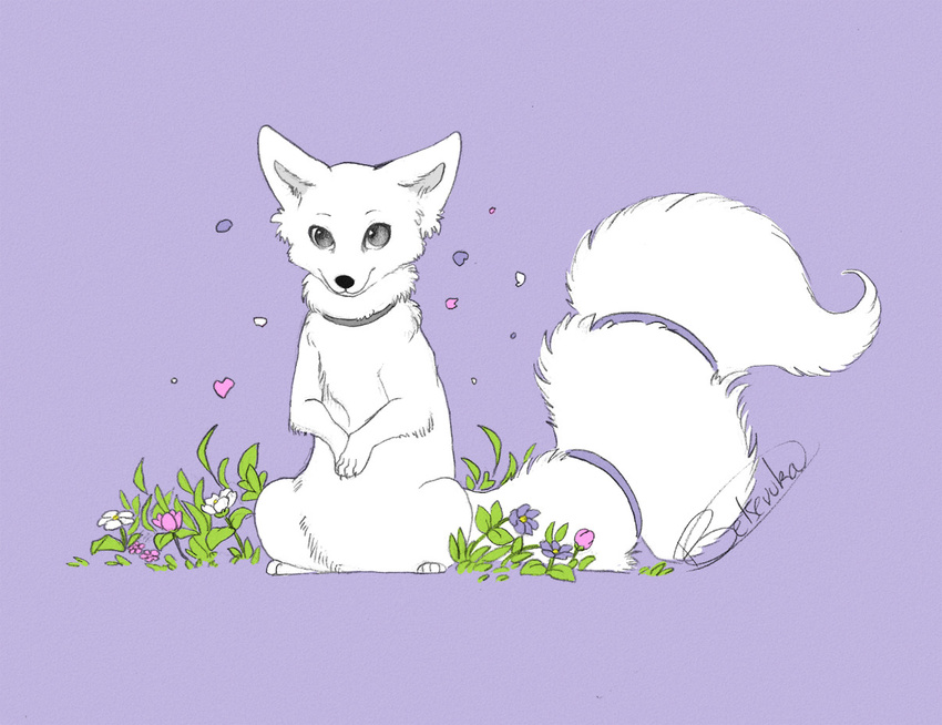 airlia arctic_fox belsevuka canine cute female feral flower flower_petals fox mammal purple purple_background solo tail tail_wrap tail_wraps white_body white_fox