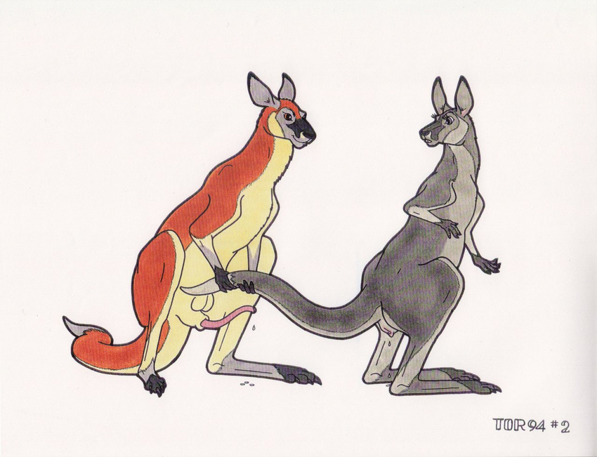 2011 anatomically_correct animal_genitalia balls cloaca cum eye_contact female feral feral_on_feral from_behind kangaroo male mammal marsupial penis plain_background precum pussy pussy_juice sex straight tim_o'rourke tor white_background