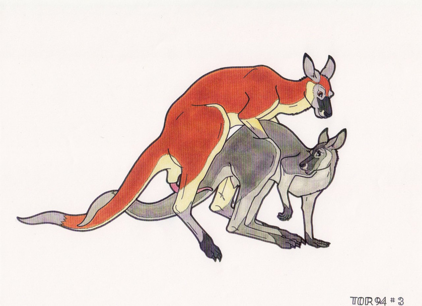 all_fours anatomically_correct bent_over cloaca cum doggy_position doggystyle entwined_tails female feral feral_on_feral from_behind kangaroo male mammal marsupial penis pussy sex straight tim_o'rourke tor