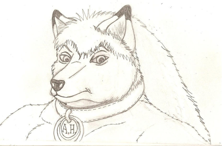 canine collar dog dog_tags ears husky jt male mammal pencil sketch solo